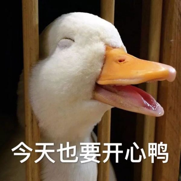 今天也要开心鸭是什么意思-流行语百科