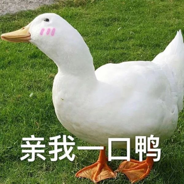 开心鸭