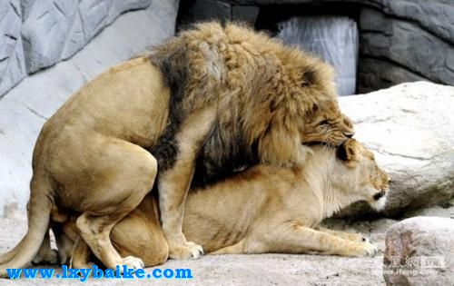 doi是什么意思-流行语百科